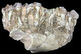 Oreodont (Merycoidodon) Jaw Section - South Dakota #128121-1